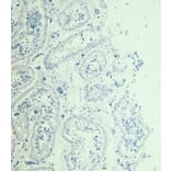 Immunohistochemistry - Anti-STAM1 Antibody (A326303) - Antibodies.com