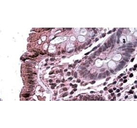 Immunohistochemistry - Anti-TAB2 Antibody (A326305) - Antibodies.com