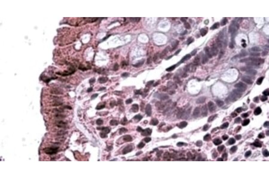 Immunohistochemistry - Anti-TAB2 Antibody (A326305) - Antibodies.com