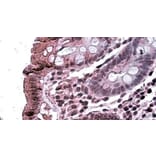 Immunohistochemistry - Anti-TAB2 Antibody (A326305) - Antibodies.com