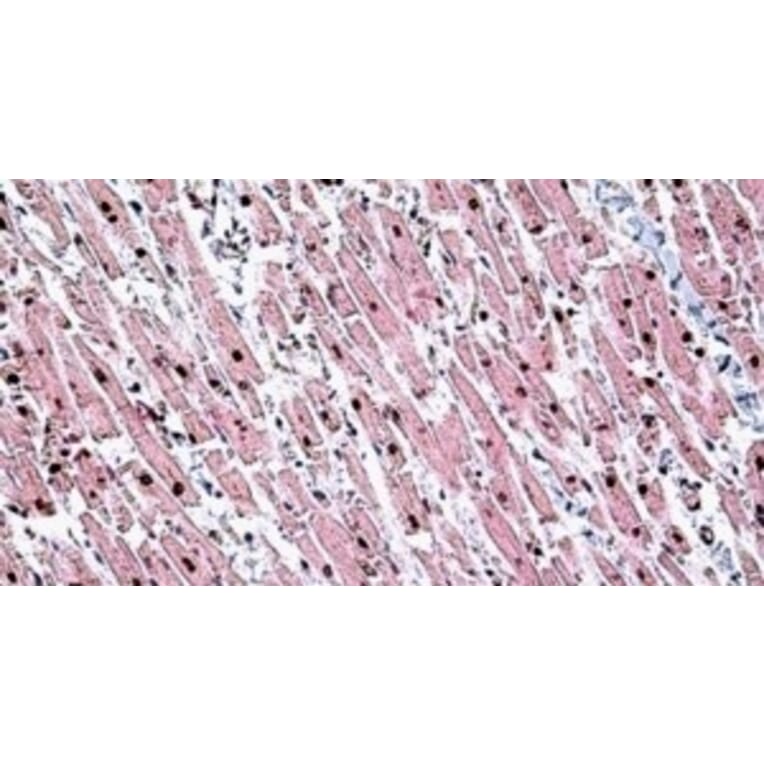 Immunohistochemistry - Anti-Tin2 Antibody (A326307) - Antibodies.com
