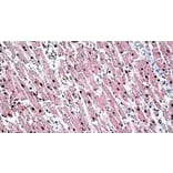 Immunohistochemistry - Anti-Tin2 Antibody (A326307) - Antibodies.com