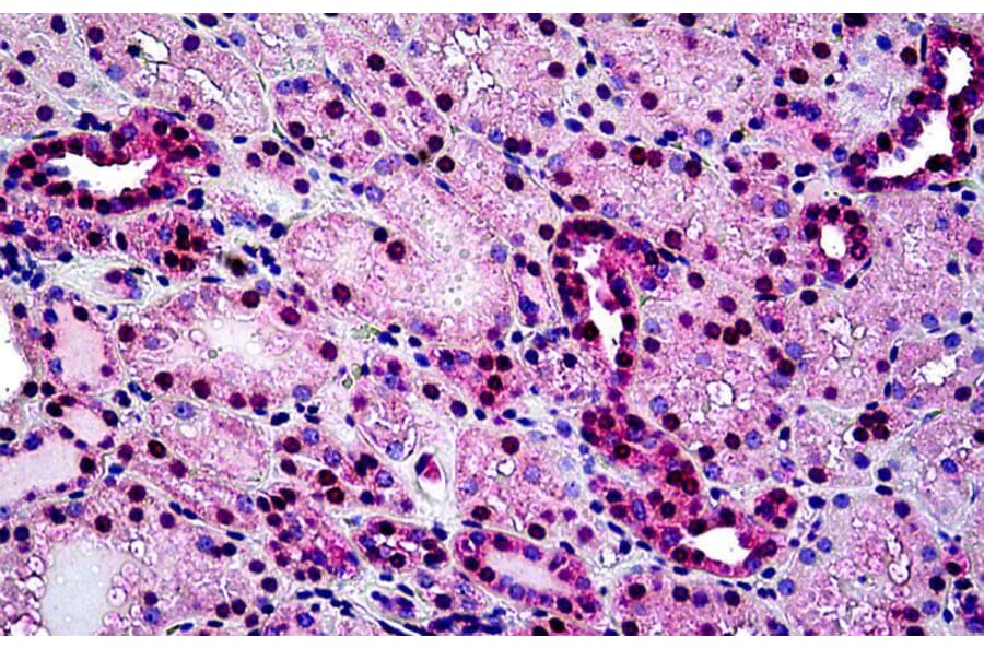 Immunohistochemistry - Anti-Tin2 Antibody (A326307) - Antibodies.com