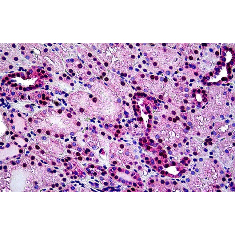 Immunohistochemistry - Anti-Tin2 Antibody (A326307) - Antibodies.com