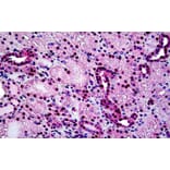 Immunohistochemistry - Anti-Tin2 Antibody (A326307) - Antibodies.com