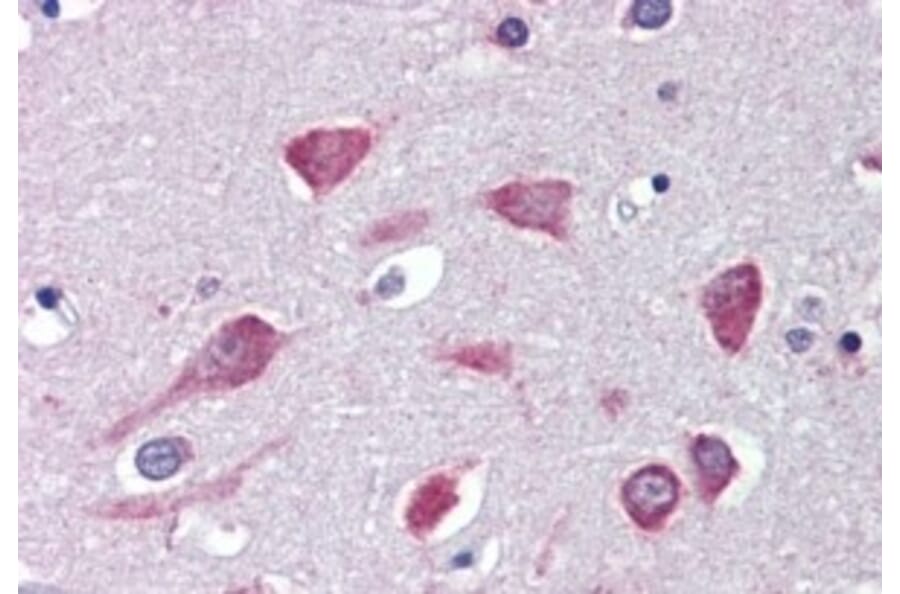 Immunohistochemistry - Anti-USP31 Antibody (A326308) - Antibodies.com