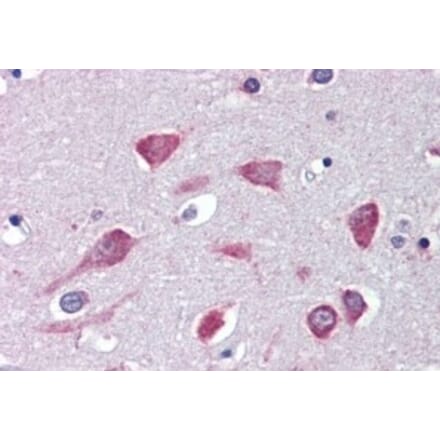 Immunohistochemistry - Anti-USP31 Antibody (A326308) - Antibodies.com