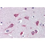 Immunohistochemistry - Anti-USP31 Antibody (A326308) - Antibodies.com