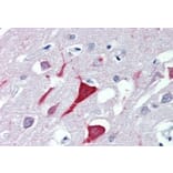 Immunohistochemistry - Anti-USP9X Antibody (A326309) - Antibodies.com