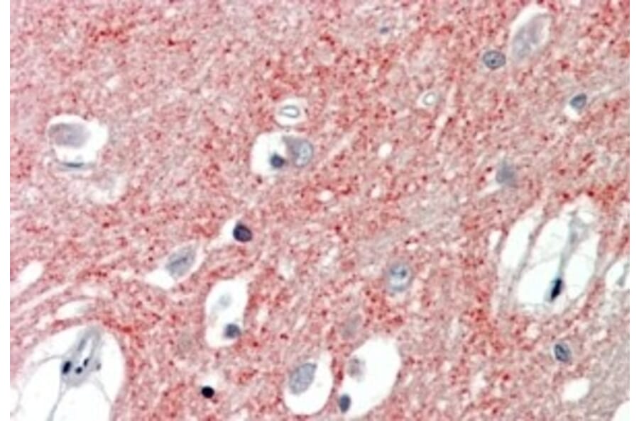 Immunohistochemistry - Anti-VGLUT1 Antibody (A326310) - Antibodies.com