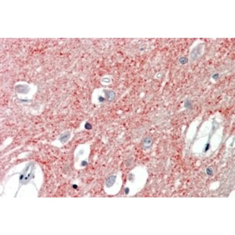 Immunohistochemistry - Anti-VGLUT1 Antibody (A326310) - Antibodies.com