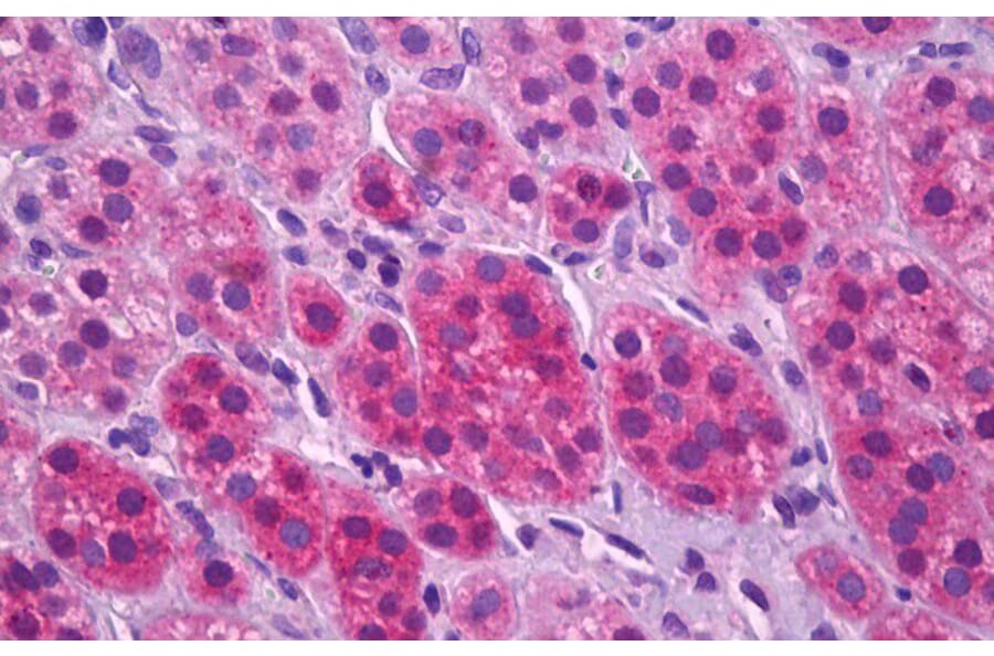 Immunohistochemistry - Anti-VGLUT1 Antibody (A326310) - Antibodies.com
