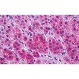 Immunohistochemistry - Anti-VGLUT1 Antibody (A326310) - Antibodies.com