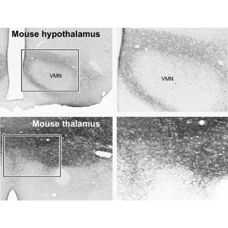 Immunohistochemistry - Anti-VGLUT1 Antibody (A326310) - Antibodies.com