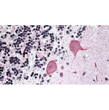 Immunohistochemistry - Anti-WBP1 Antibody (A326311) - Antibodies.com