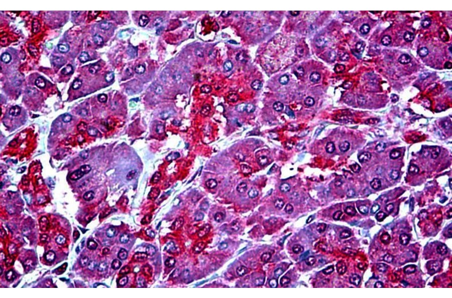 Immunohistochemistry - Anti-WBP1 Antibody (A326311) - Antibodies.com
