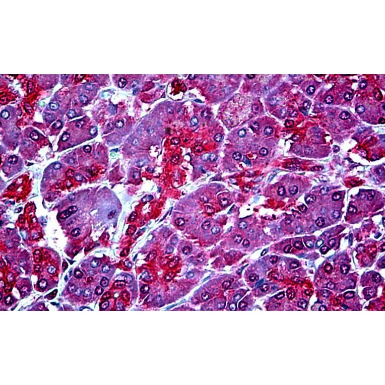 Immunohistochemistry - Anti-WBP1 Antibody (A326311) - Antibodies.com