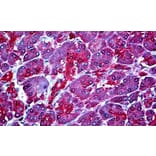 Immunohistochemistry - Anti-WBP1 Antibody (A326311) - Antibodies.com