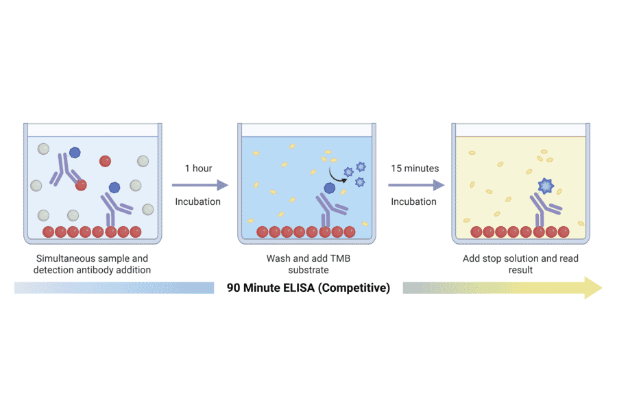 90 Minute Competitive ELISA Schematic - Canine Progesterone ELISA Kit (A327132) - Antibodies.com