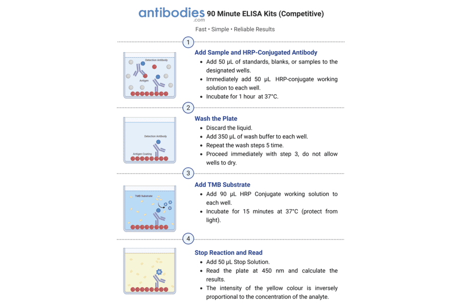 90 Minute Competitive ELISA Workflow - Human Progesterone ELISA Kit (A327140) - Antibodies.com
