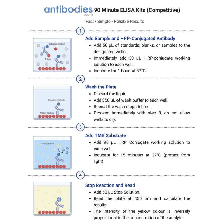 90 Minute Competitive ELISA Workflow - Porcine Progesterone ELISA Kit (A327152) - Antibodies.com