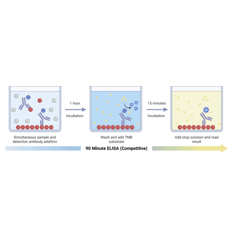 90 Minute Competitive ELISA Schematic - Rat Progesterone ELISA Kit (A327157) - Antibodies.com