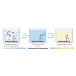 90 Minute Competitive ELISA Schematic - Sheep Progesterone ELISA Kit (A327164) - Antibodies.com