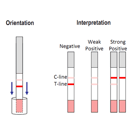 Assay Method - Chloramphenicol Strip Test Kit (A327189) - Antibodies.com