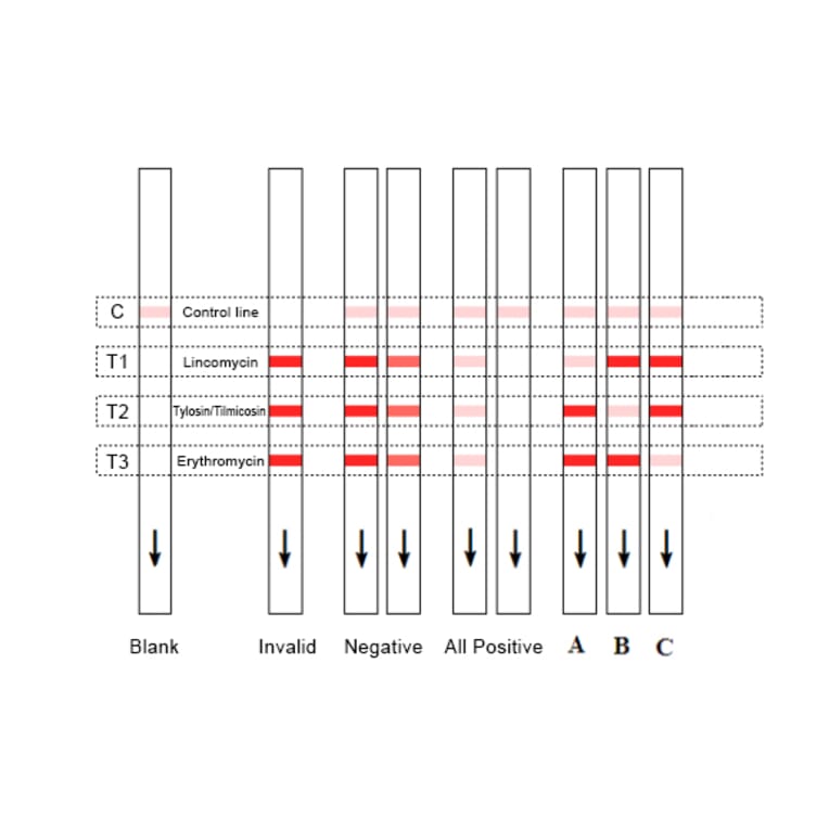 Assay Method - Erythromycin + Lincomycin + Tylosin + Timicosin Strip Test Kit (A327205) - Antibodies.com