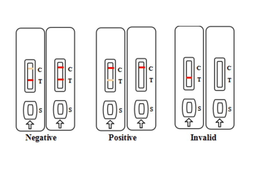 Assay Method - Fumonisin Strip Test Kit (A327211) - Antibodies.com