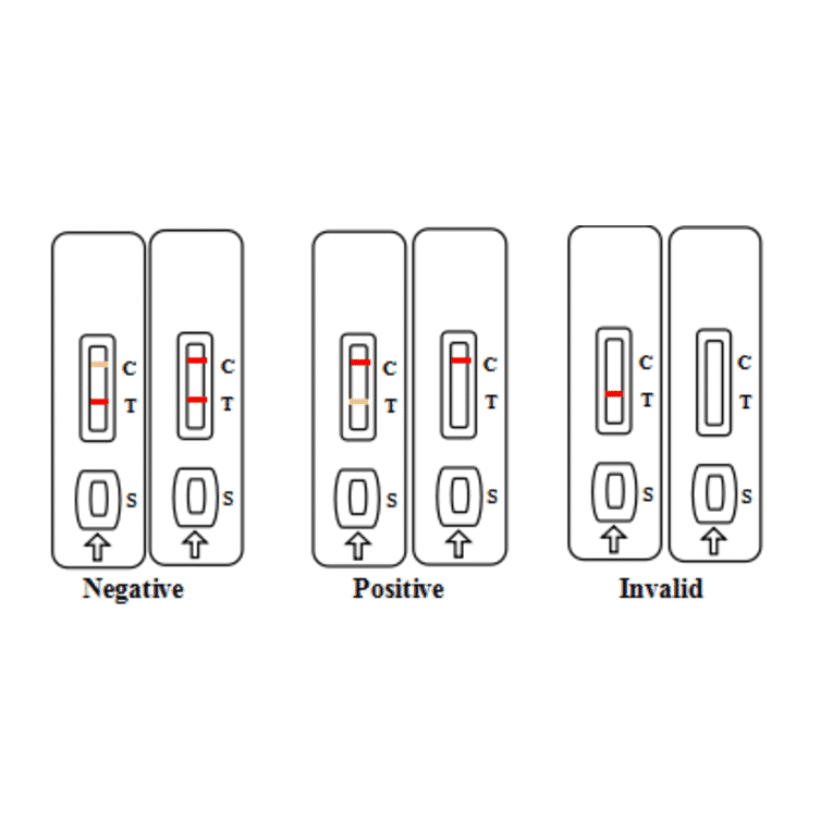 Assay Method - Fumonisin Strip Test Kit (A327211) - Antibodies.com