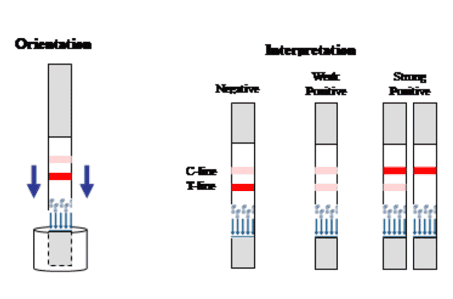 Assay Method - Gentamicin Strip Test Kit (A327218) - Antibodies.com