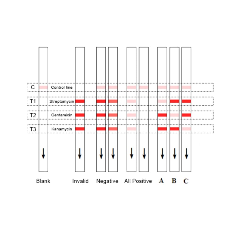 Assay Method - Gentamicin + Kanamycin + Streptomycin Strip Test Kit (A327219) - Antibodies.com