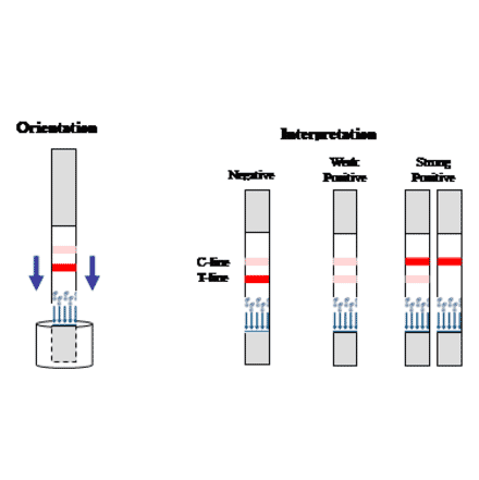 Assay Method - Lincomycin Strip Test Kit (A327222) - Antibodies.com