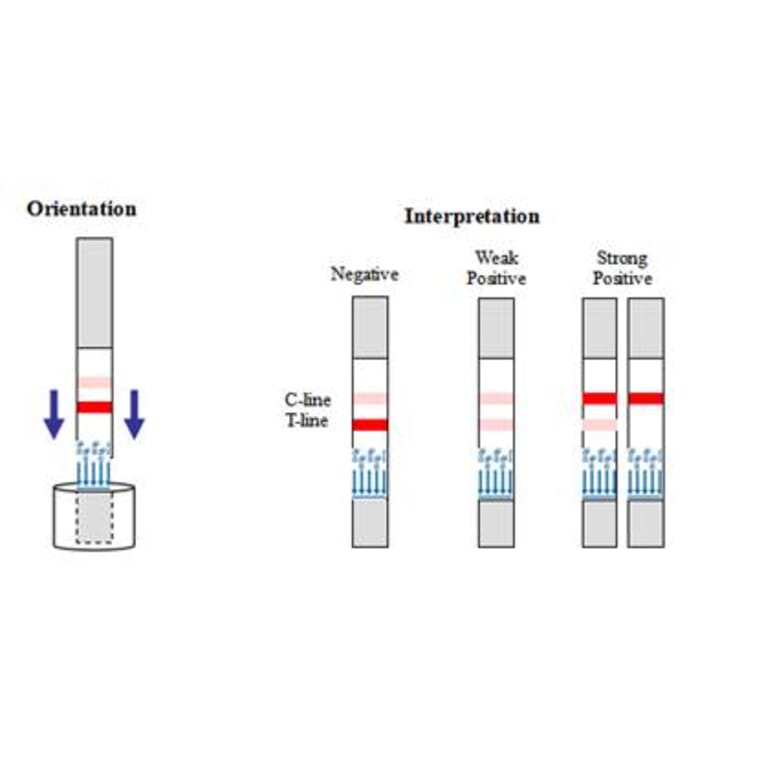 Assay Method - Neomycin Strip Test Kit (A327228) - Antibodies.com