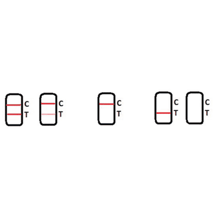 Assay Method - Ractopamine Strip Test Kit (A327242) - Antibodies.com