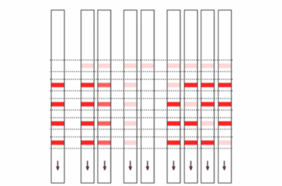 Assay Method - Streptomycin + Spectinomycin + Kanamycin + Neomycin Strip Test Kit (A327249) - Antibodies.com