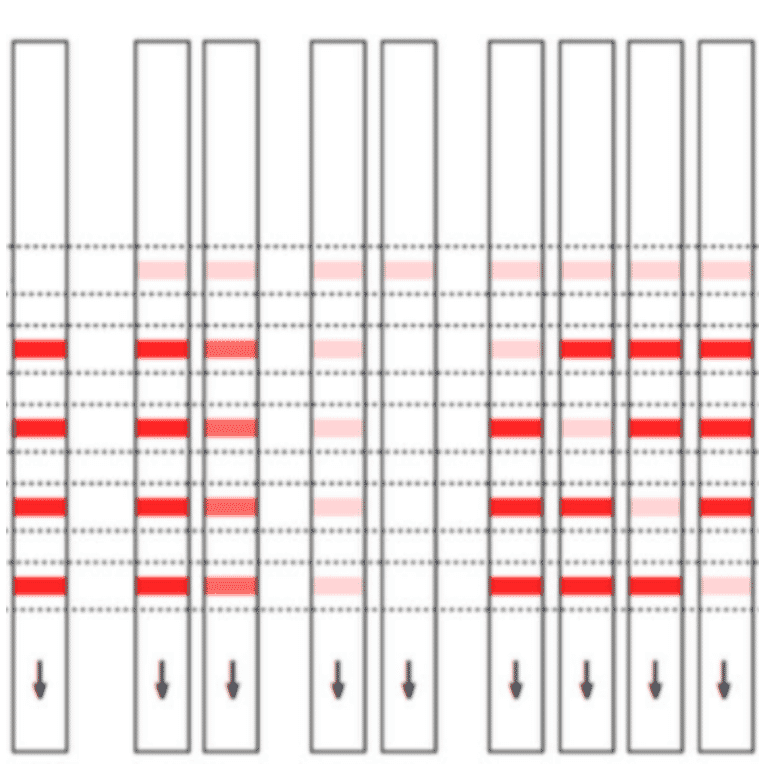 Assay Method - Streptomycin + Spectinomycin + Kanamycin + Neomycin Strip Test Kit (A327249) - Antibodies.com