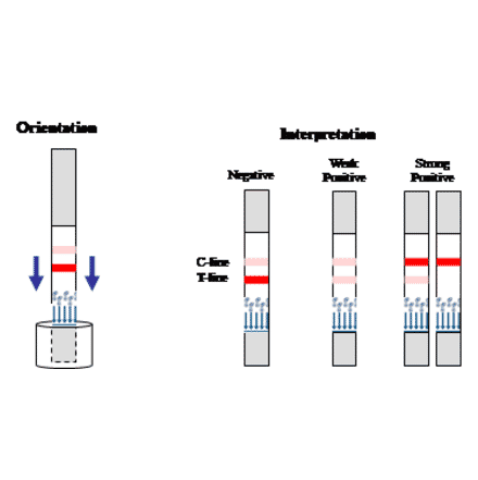 Assay Method - Thiamphenicol Strip Test Kit (A327259) - Antibodies.com