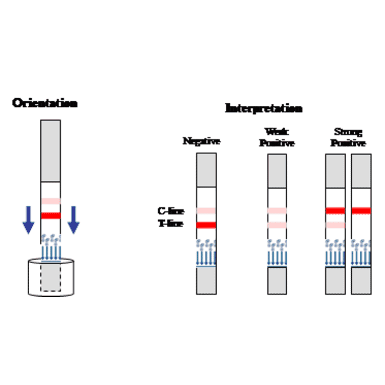 Assay Method - Thiamphenicol Strip Test Kit (A327259) - Antibodies.com