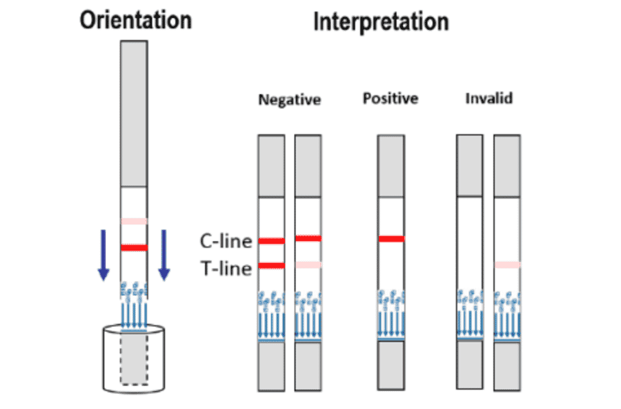 Assay Method - Zilpaterol Strip Test Kit (A327265) - Antibodies.com