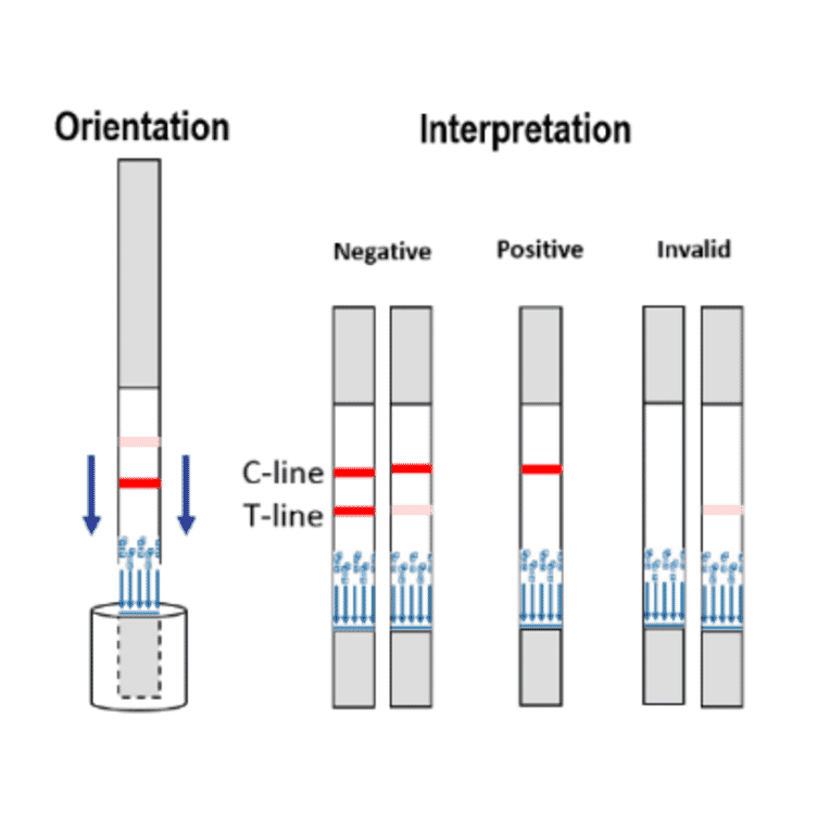 Assay Method - Zilpaterol Strip Test Kit (A327265) - Antibodies.com