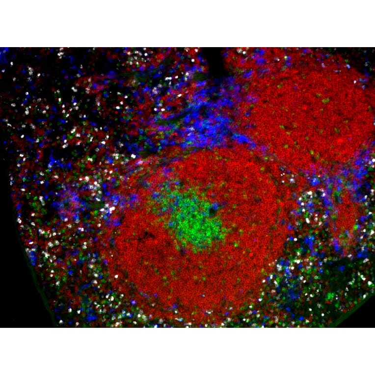 Immunohistochemistry - StreptaClick® Antibody Labeling and Biotinylation Kit - 4 Color (A329038) - Antibodies.com