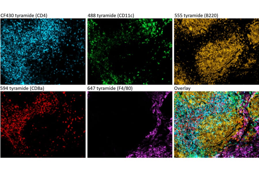 Multiplexed IHC of a spleen section using StreptaClick HRP