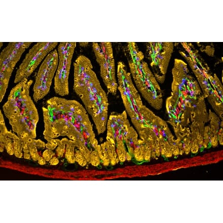Immunohistochemistry - StreptaClick® HRP Complete Tyramide Signal Amplification and Biotinylation Kit - 5 Color (A329041) - Antibodies.com