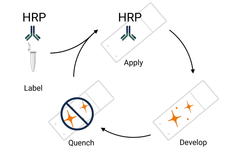Workflow - StreptaClick® HRP Complete Tyramide Signal Amplification and Biotinylation Kit - 5 Color (A329041) - Antibodies.com