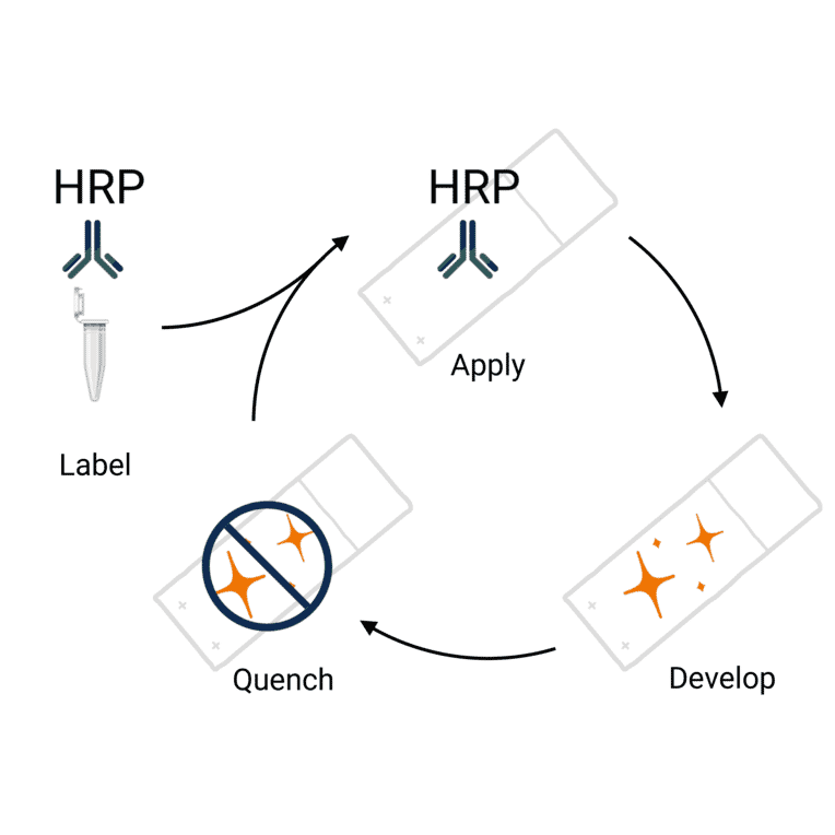 Workflow - StreptaClick® HRP Complete Tyramide Signal Amplification and Biotinylation Kit - 5 Color (A329041) - Antibodies.com