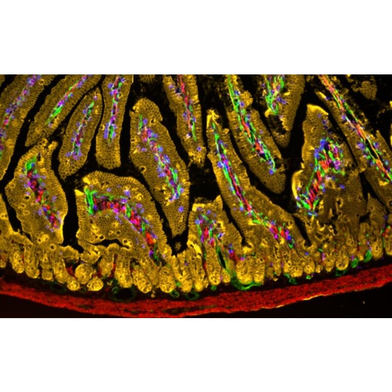 Immunohistochemistry - Tyramide Signal Amplification Kit - 5 Color (A329043) - Antibodies.com