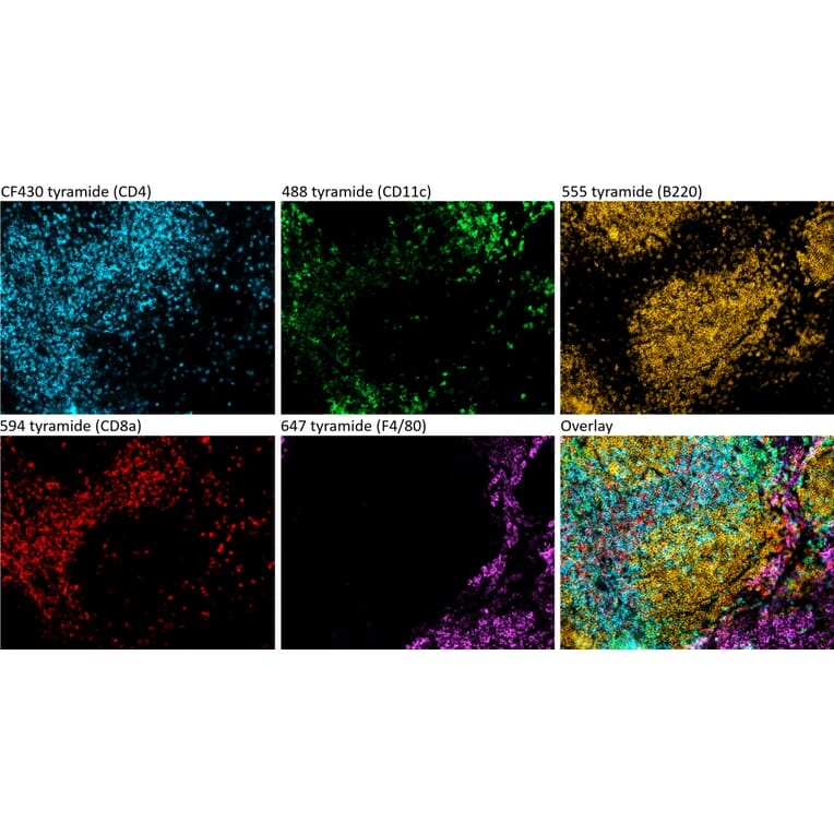 Immunohistochemistry - Tyramide Signal Amplification Kit - 5 Color (A329043) - Antibodies.com