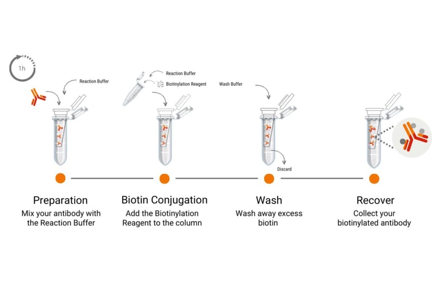 Workflow - Biotinylation Kit (A329044) - Antibodies.com